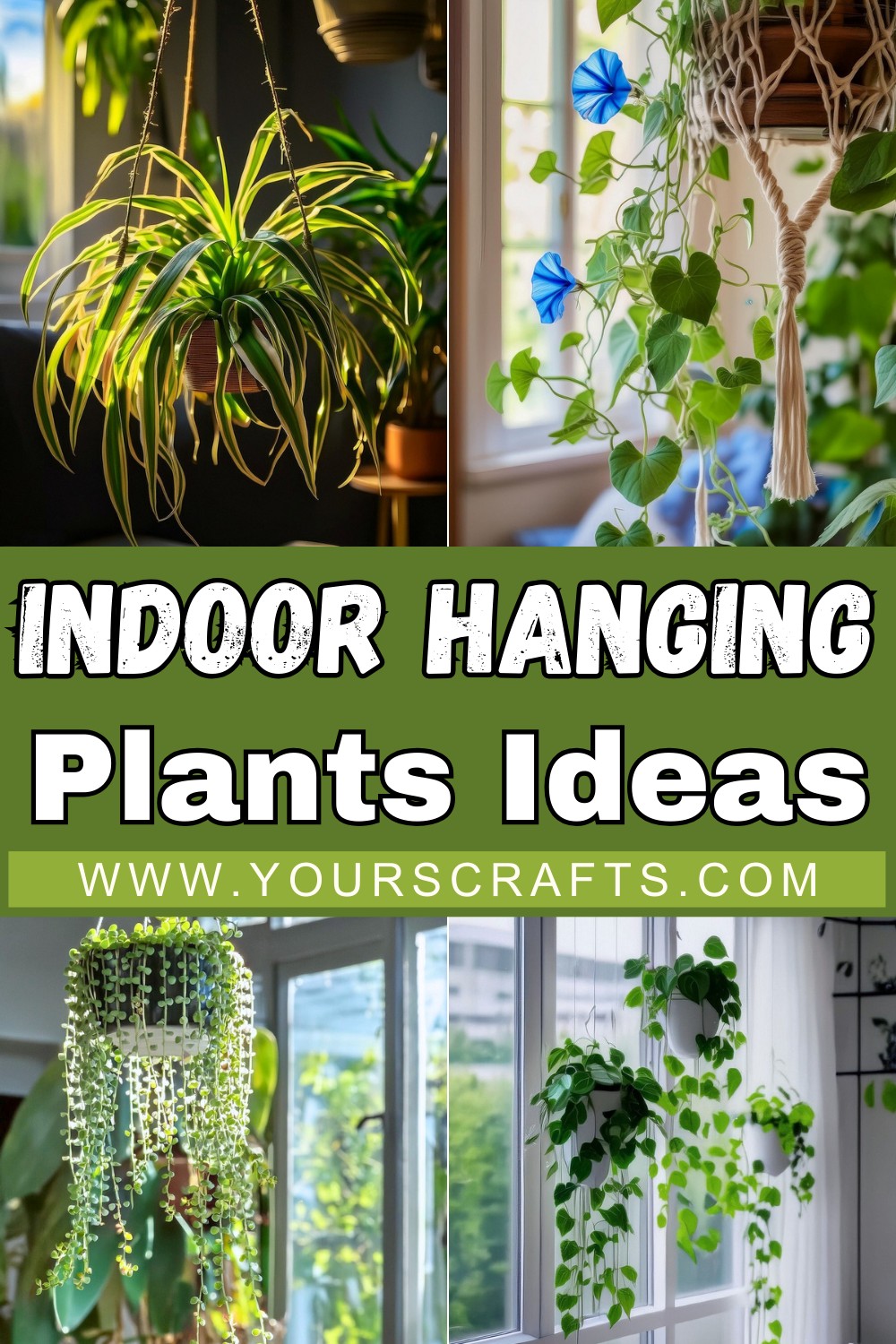 Best Indoor Hanging Plants Ideas